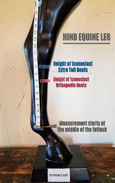 Extra-Tall-Leg-Illustration